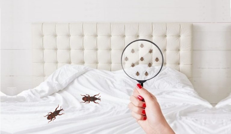How To Get Rid Of Weevils In My Bedroom? Expert Explain