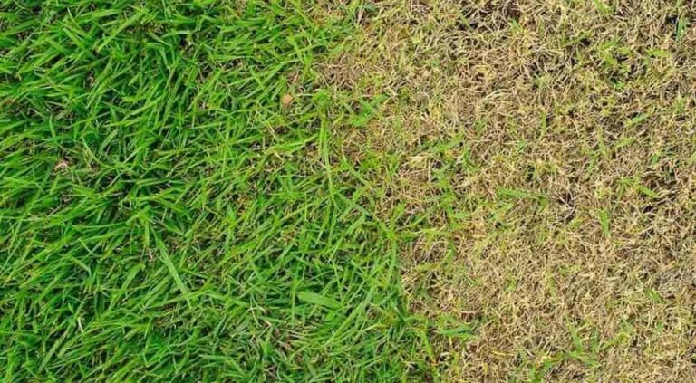 Will Pool Water Kill Grass? Expert Insights