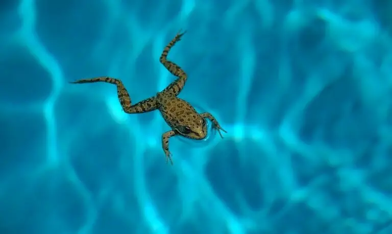 How Long Can A Frog Live In A Pool? Explained