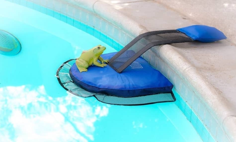 How Long Can A Frog Live In A Pool? Expert Insights