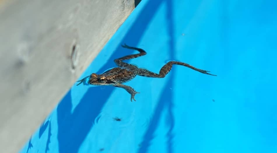 How Long Can A Frog Live In A Pool? Expert Insights
